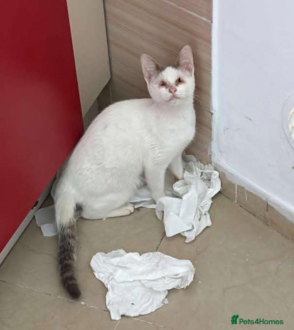 Mixed Breed cats Gorgeous Blind cat Lucy is looking for loving home - Advert 2