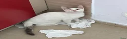 Mixed Breed cats for adoption: Gorgeous Blind cat Lucy is looking for loving home in Sheffield - Advert 2