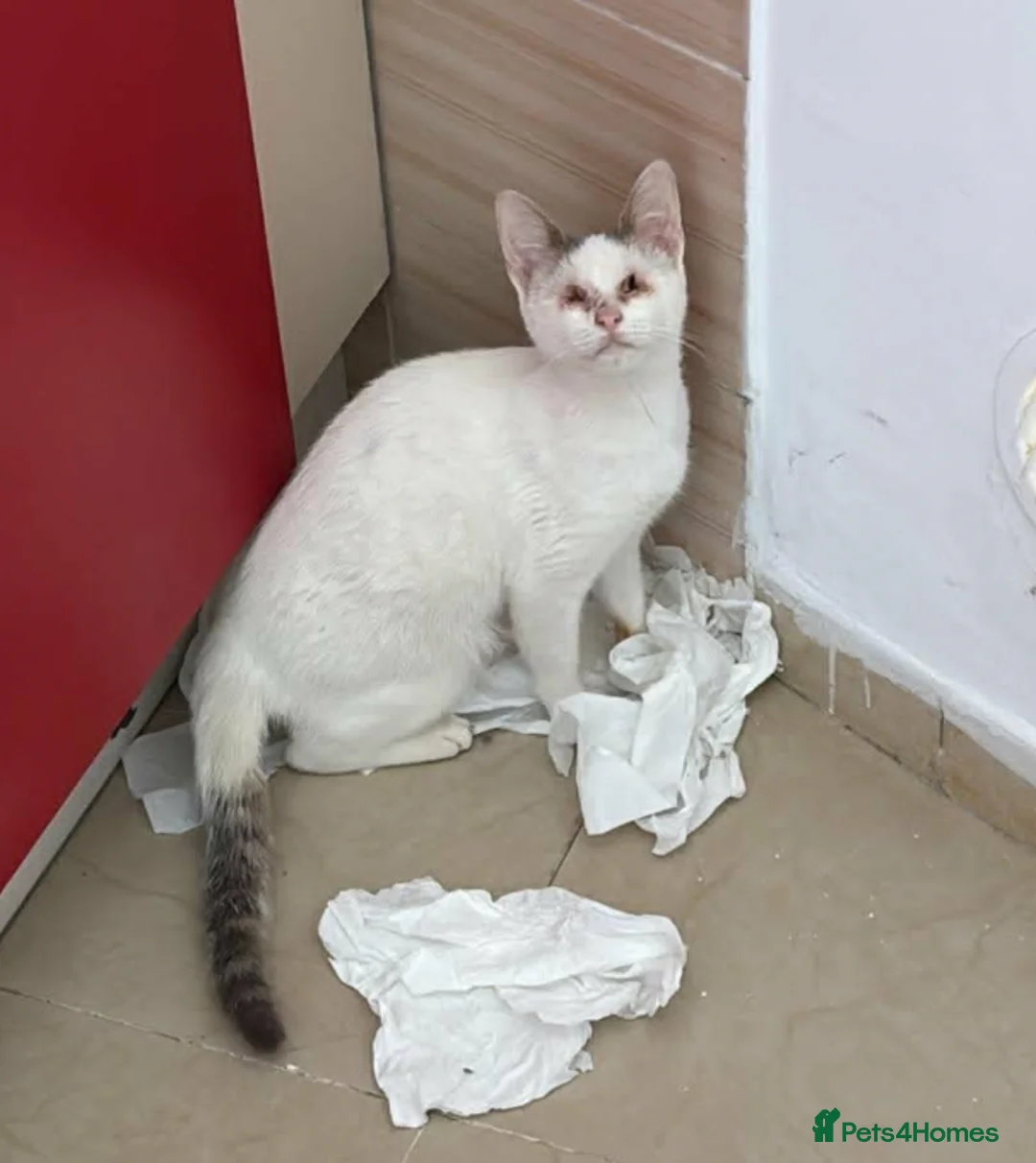 Mixed Breed cats for adoption: Gorgeous Blind cat Lucy is looking for loving home in Sheffield - Advert 2