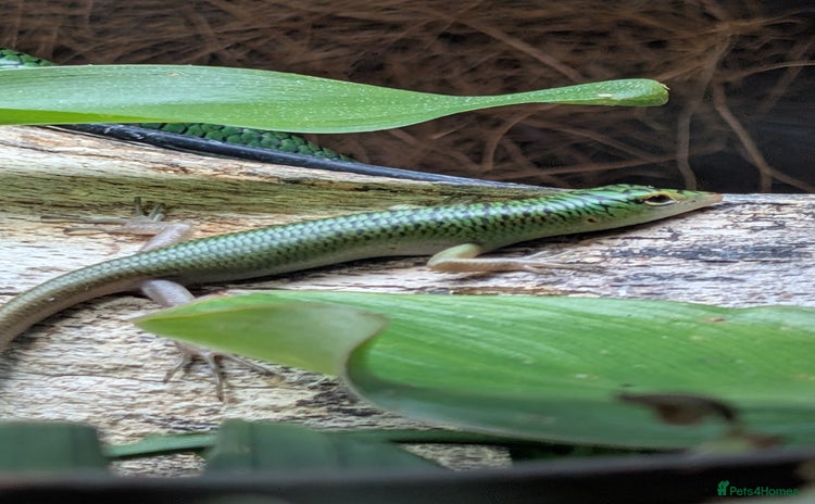 Skink reptiles - Advert 1