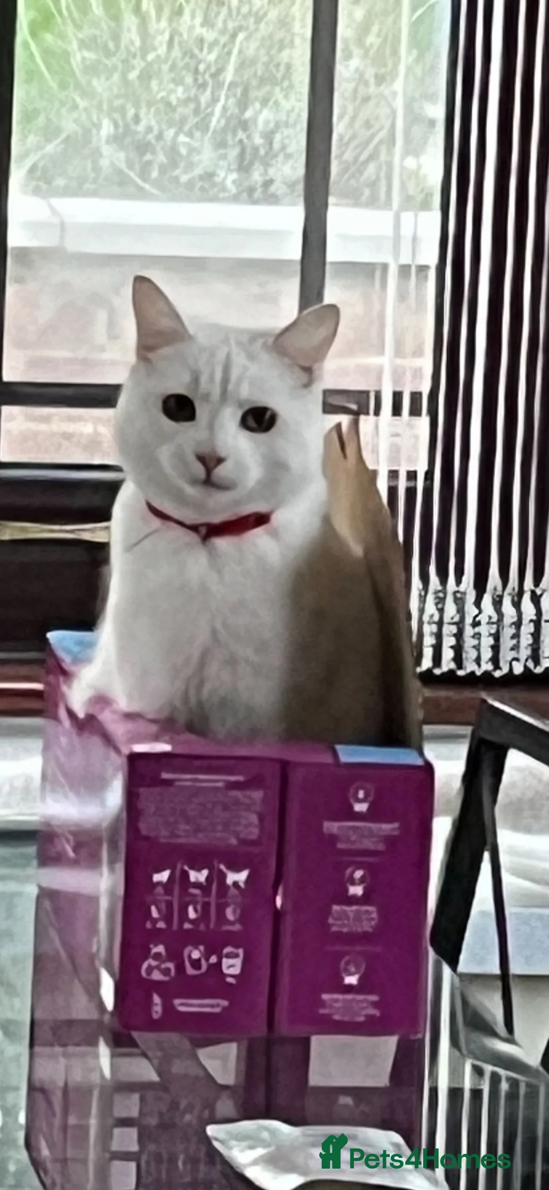 Mixed Breed cats for sale: SNOWDROP  - Advert 3