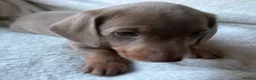 Miniature Dachshund dogs for sale: Stunning rare colours miniature dachshunds  - Advert 24