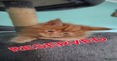 Maine Coon cats - Advert 4