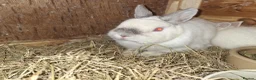Netherland Dwarf rabbits for sale: Beautiful Netherland dwarf rabbit  in Corby - Advert 4