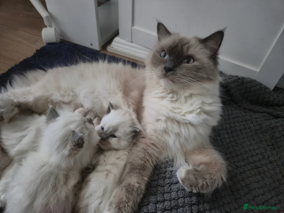 Ragdoll cats for sale: Ragdoll kittens  - Advert 2