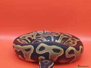 Python Snake reptiles - Advert 7