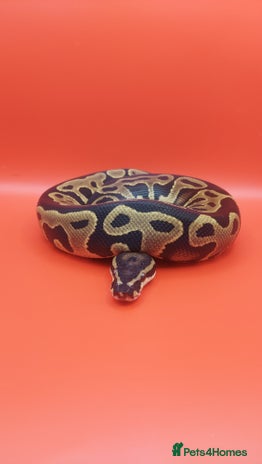 Python Snake reptiles - Advert 10