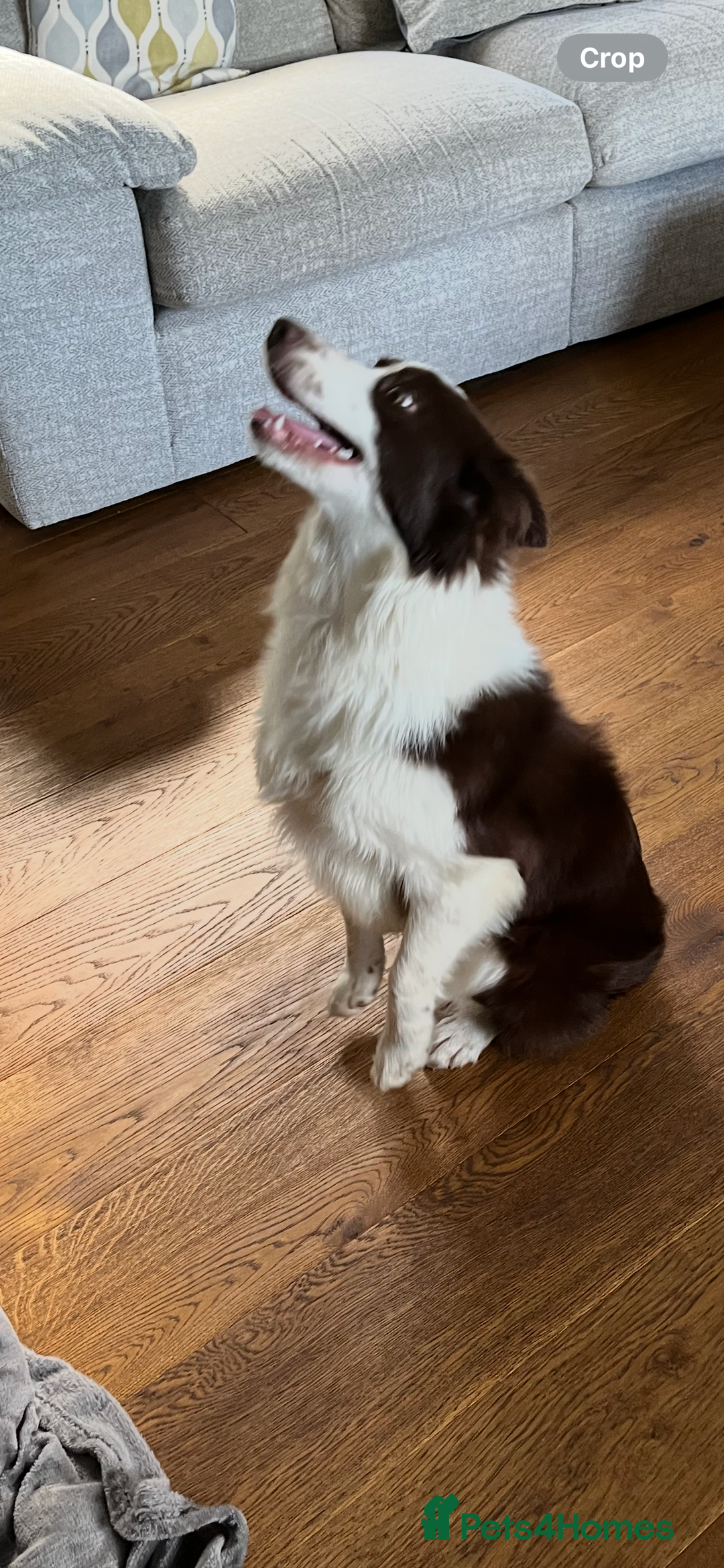 Border Collie dogs for sale: Border collie chocolate & white bitch 6 months old - Advert 3