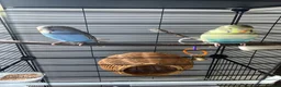 Budgerigars birds for sale: Budgies in Benfleet - Advert 2