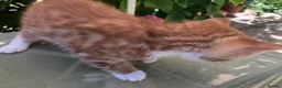 Mixed Breed cats for sale: Little darlings looking for loving homes - Advert 12