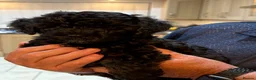 Lhasapoo dogs for sale: Beautiful Lhasapoo x poodle girl in Dereham - Advert 4