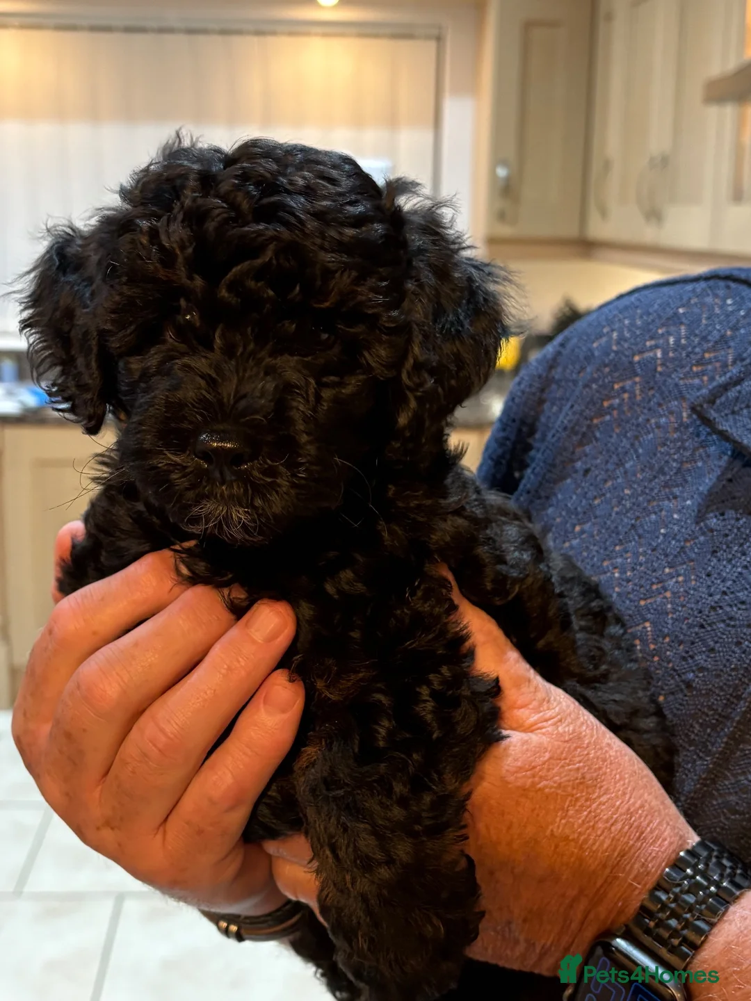 Lhasapoo dogs for sale: Beautiful Lhasapoo x poodle girl in Dereham - Advert 4