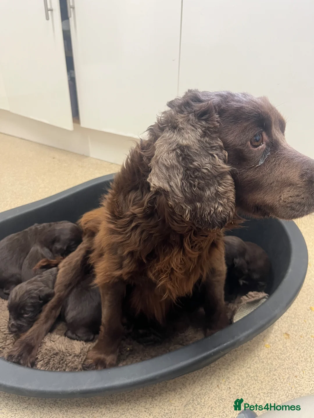 Cocker Spaniel dogs for sale: Kc registered  cocker spaniels - Advert 5