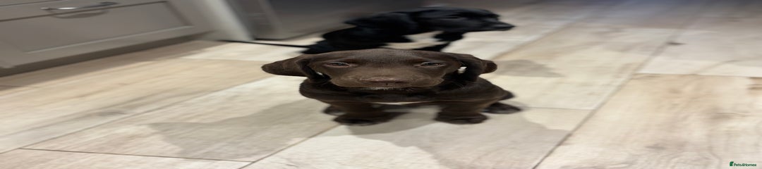 Springador Puppy 2