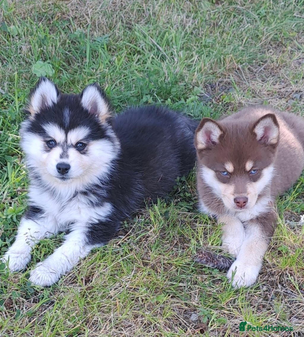 Pomsky dogs Just 3 pups left- 2 girls and 1 boy, F4 Pomskys - Advert 5