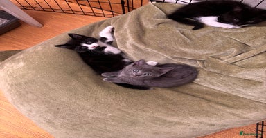 Mixed Breed cats - Advert 14