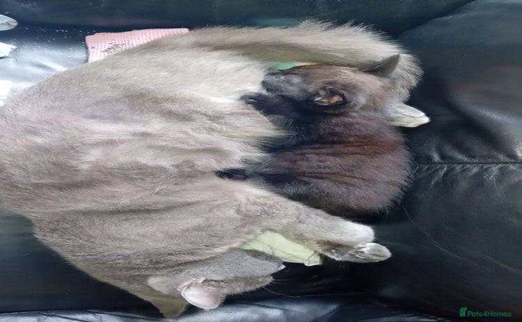 Mixed Breed cats - Advert 5