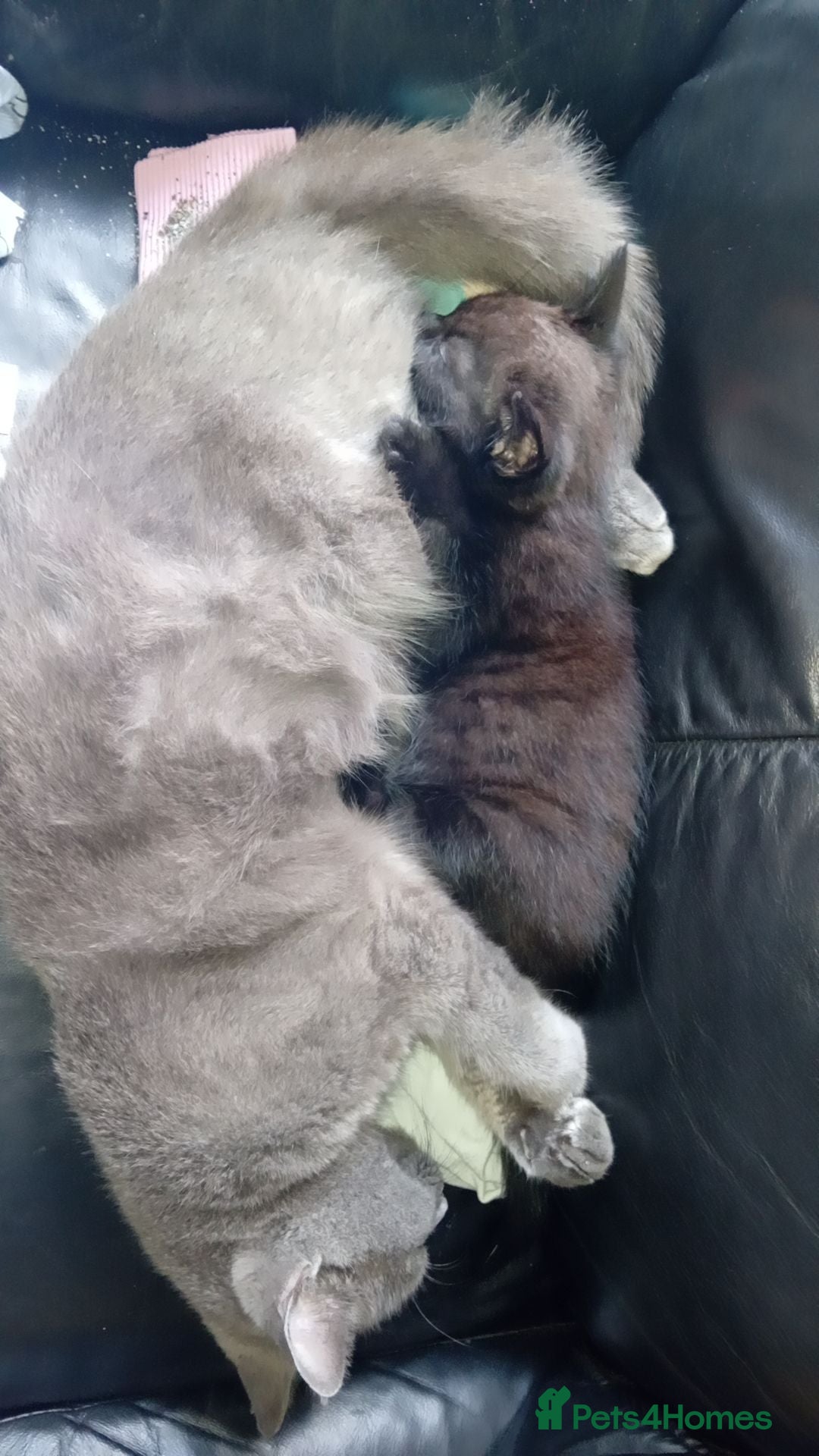 Mixed Breed cats for sale: 3 stunning bsh x Bengal  - Image 1