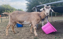 Goats livestock for sale: Boer Cross Dairy Nanny Goat Goatling Doeling - Image 3