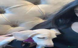 Mixed Breed dogs for sale: Miniature Jackweenie Puppy For Sale  - Image 7