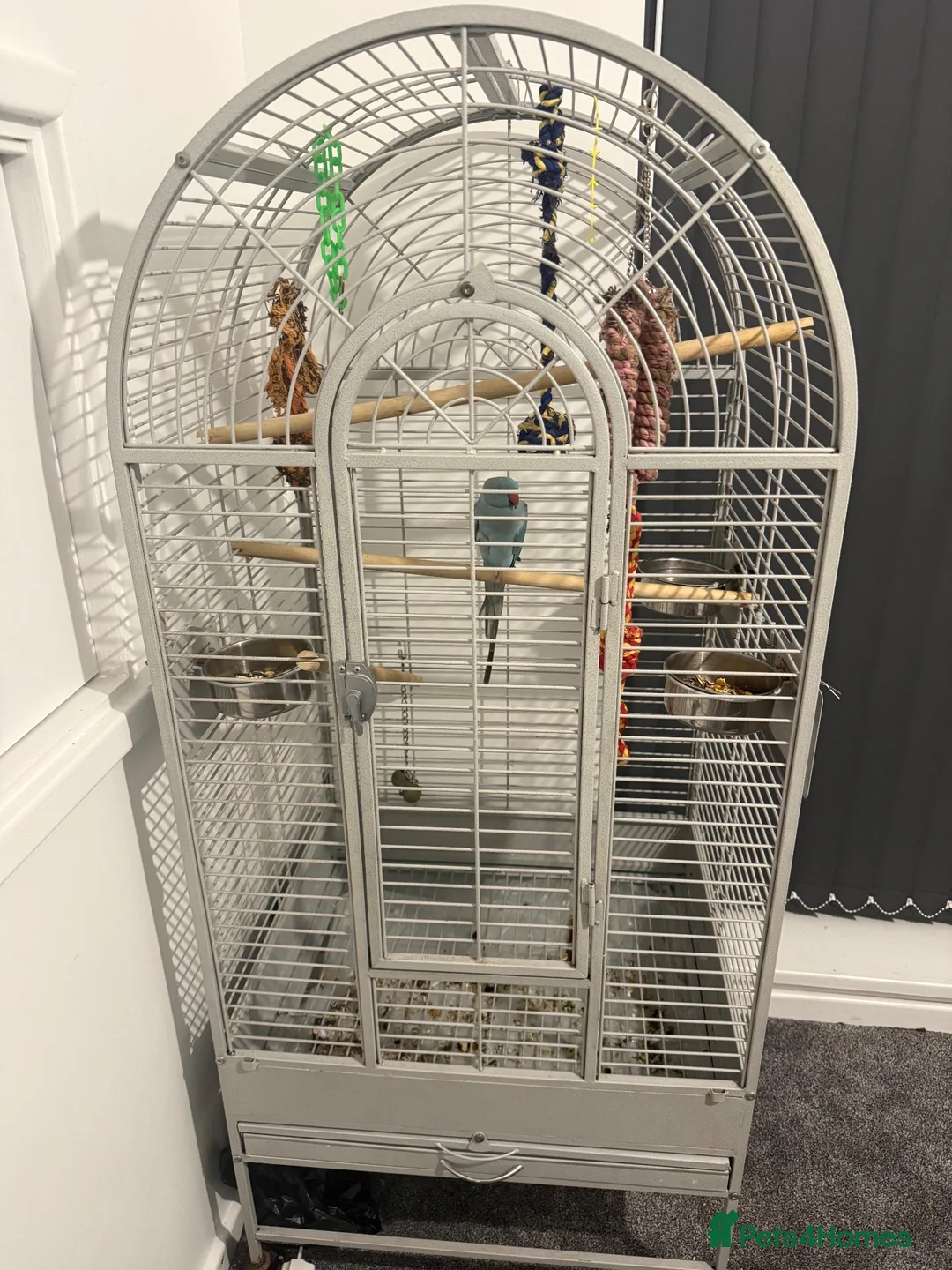 Ringnecks birds for sale: sky blue indian ringneck in Birmingham - Advert 3