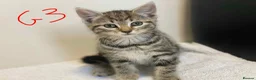 European cats for sale: Beautiful kittens for sale - Advert 15