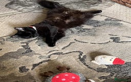 Turkish Angora cats for sale: 3 males 1 grey two black 1 tortie female - Image 2