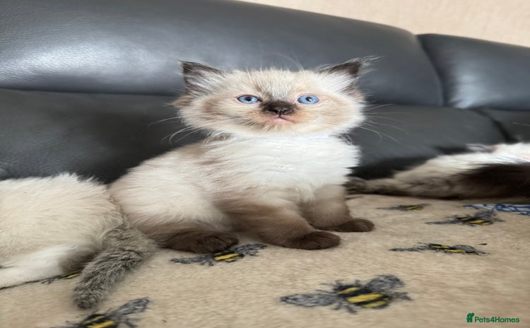 Ragdoll cats - Advert 13