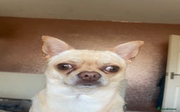 Chihuahua dogs for sale: 1year old loving  puppy who’s needs re homing  - Image 3
