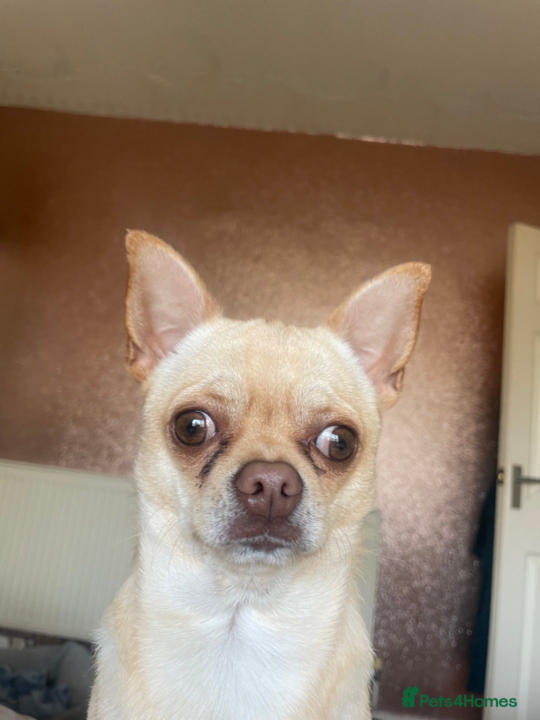 Chihuahua dogs for sale: 1year old loving  puppy who’s needs re homing  - Image 3