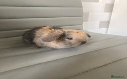 Mini Lop rabbits for sale: Mini lops  - Image 1