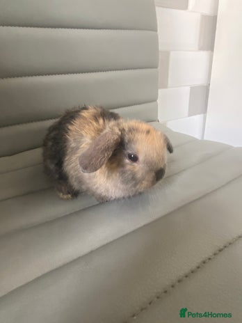 Mini Lop rabbits - Advert 3