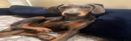 Dobermann dogs for sale: 9 month old female blue Doberman  - Advert 17