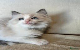 Ragdoll cats for sale: Pure longhair Ragdoll Kittens - Raised with Soul - Image 1