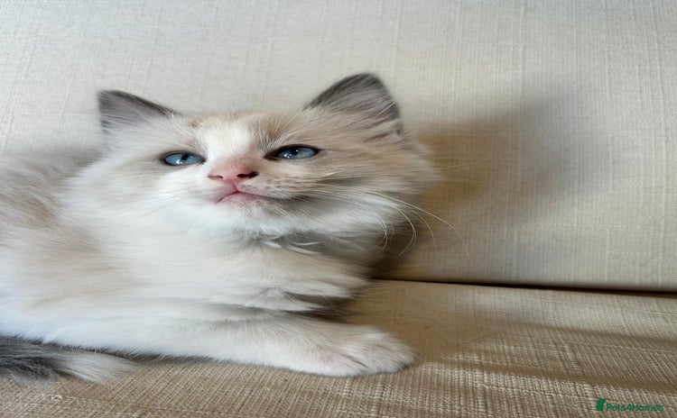 Ragdoll cats - Advert 4