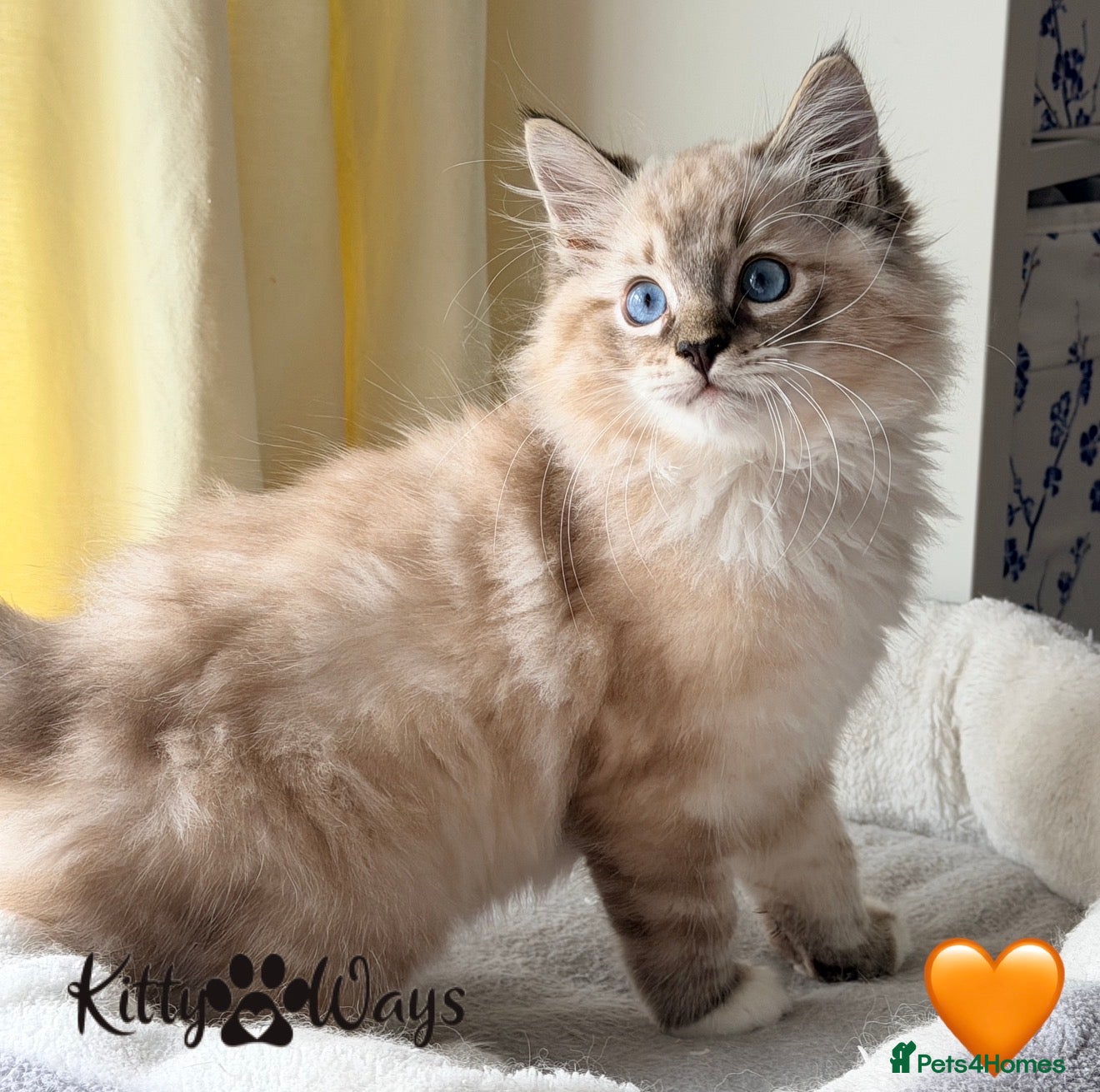 Ragdoll cats 🐾🩷*TICA REG* EU RAGDOLL KITTENS🌟 DNA CLEAR 🩵🐾 - Advert 6
