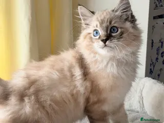 Ragdoll cats 🐾🩷*TICA REG* EU RAGDOLL KITTENS🌟 DNA CLEAR 🩵🐾 - Advert 6