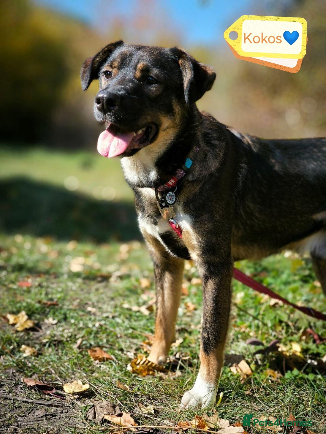 Mixed Breed dogs for adoption: 💙🐶 KOKOS 🐶💙 - Advert 13