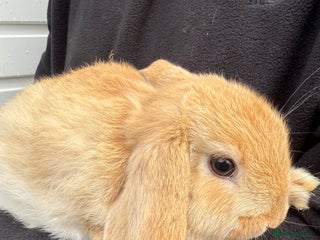 Mini Lop rabbits Pure Bred Mini Lop Babies - Advert 6