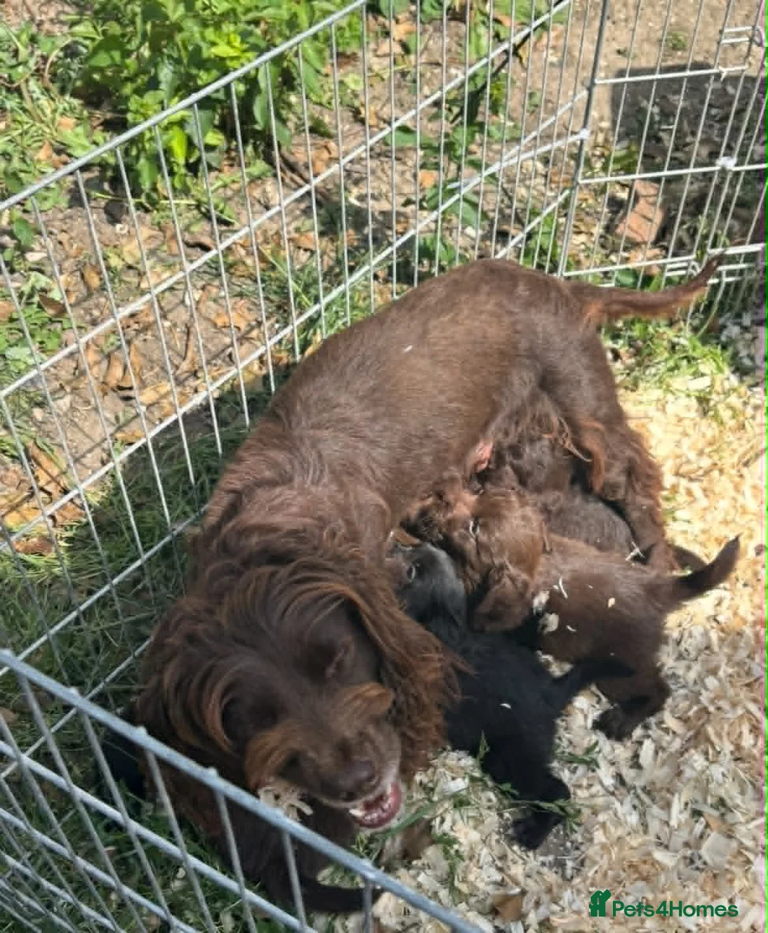 Mixed Breed dogs for sale: Cockeranians ! 5 girls 2 boys in Faversham - Advert 11