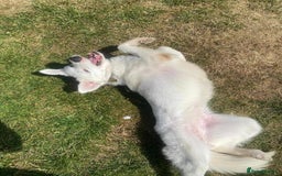 Mixed Breed dogs for adoption: Meet Cloud, currently residing in Cheshire  - Image 3