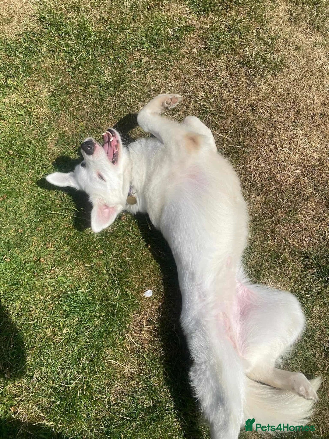 Mixed Breed dogs for adoption: Meet Cloud, currently residing in Cheshire  - Image 3