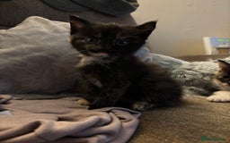 British Shorthair cats for sale: 2 females 1 male kitten - Image 3