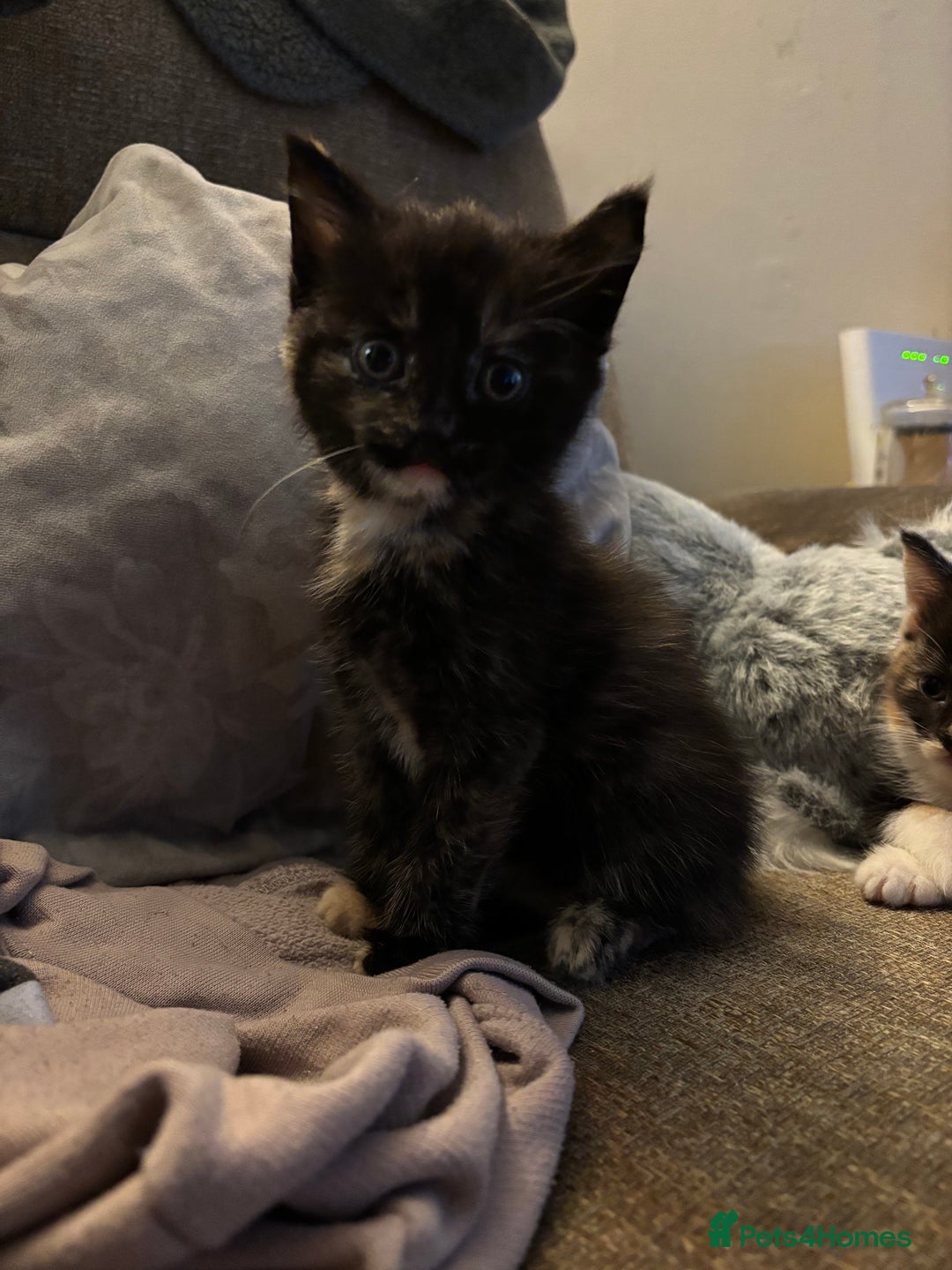 British Shorthair cats for sale: 2 females 1 male kitten - Image 3