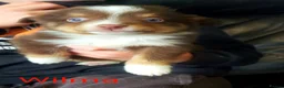 Miniature American Shepherd dogs for sale: Miniature/Toy Australian Shepherd Pups Available - Advert 9