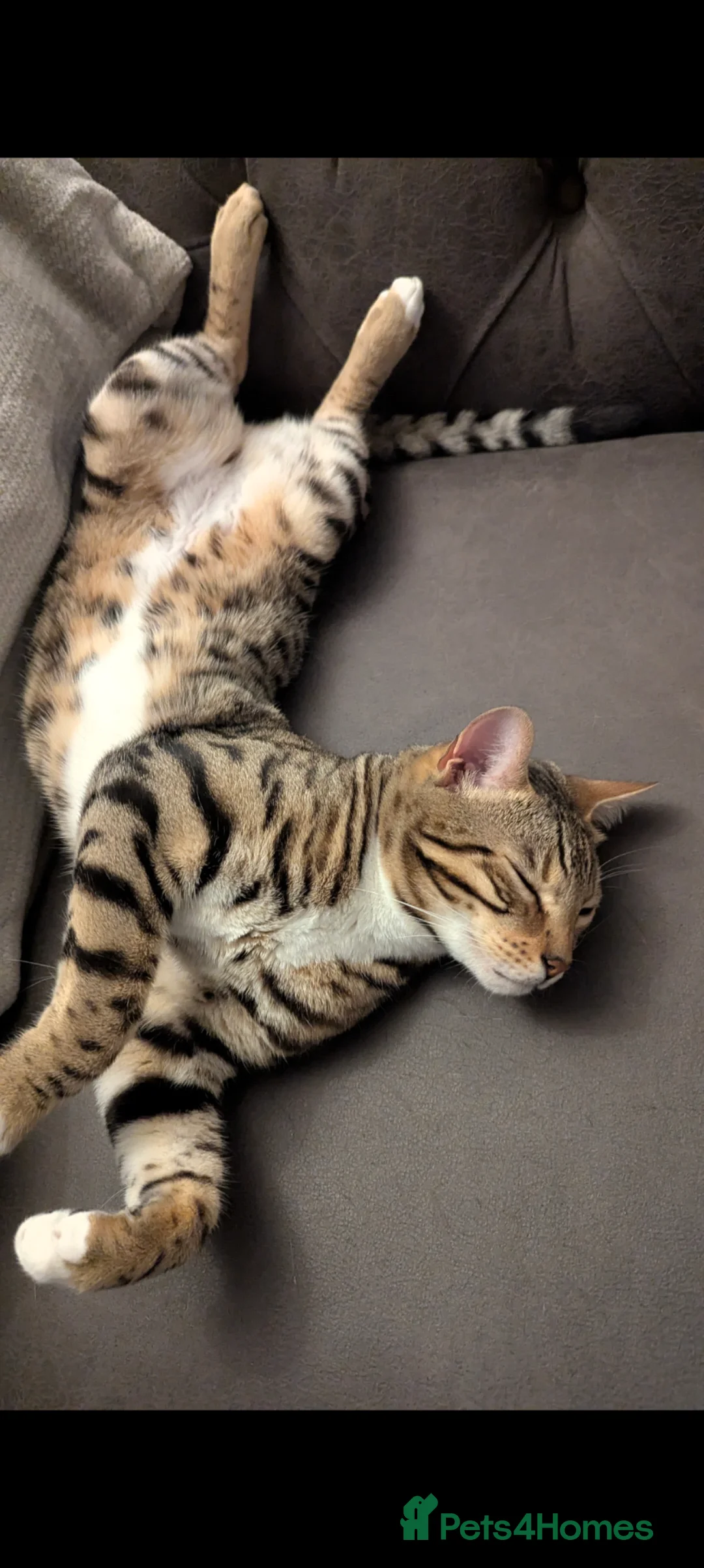 Bengal cats for sale: Adorable Bengal male for sale  - Advert 11