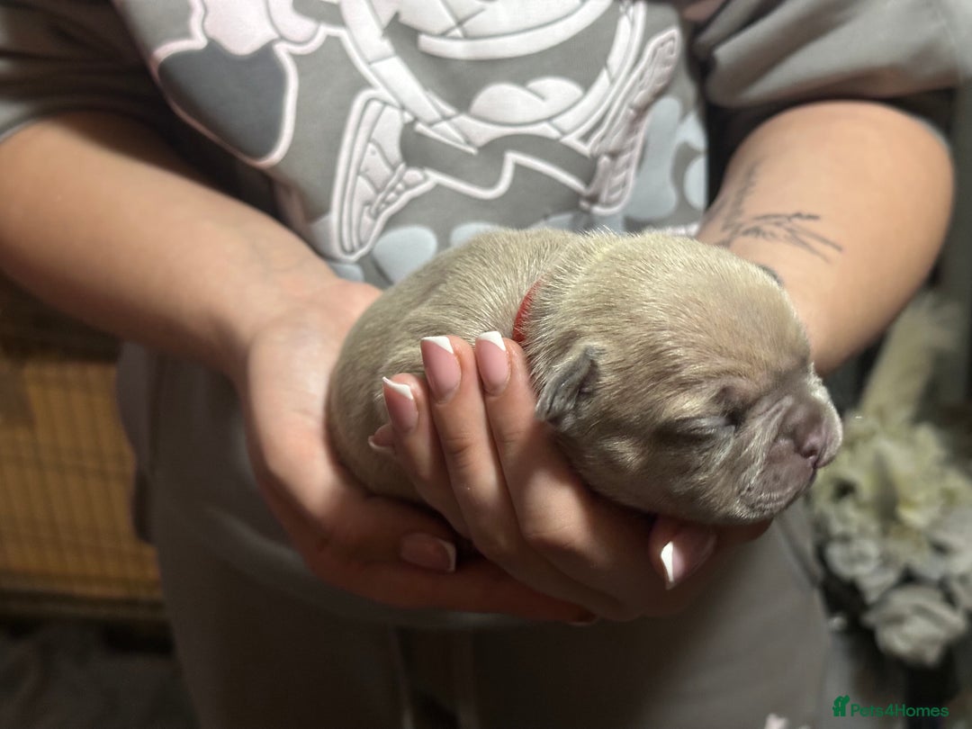 French Bulldog dogs for sale: 2 Stunning French Bulldogs  - Advert 3