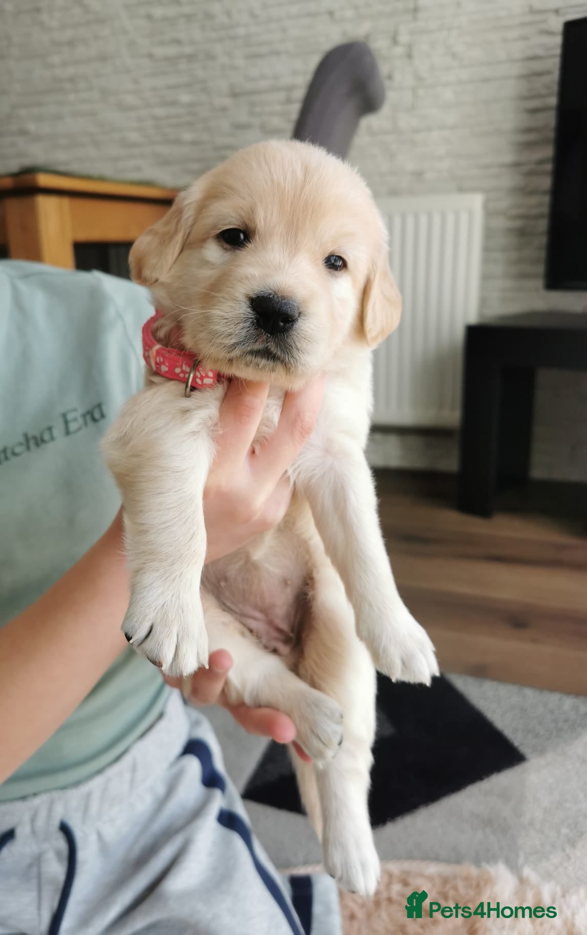 Golden Retriever dogs Beautiful golden retriever puppies for sale - Advert 12