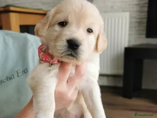 Golden Retriever dogs Beautiful golden retriever puppies for sale - Advert 12