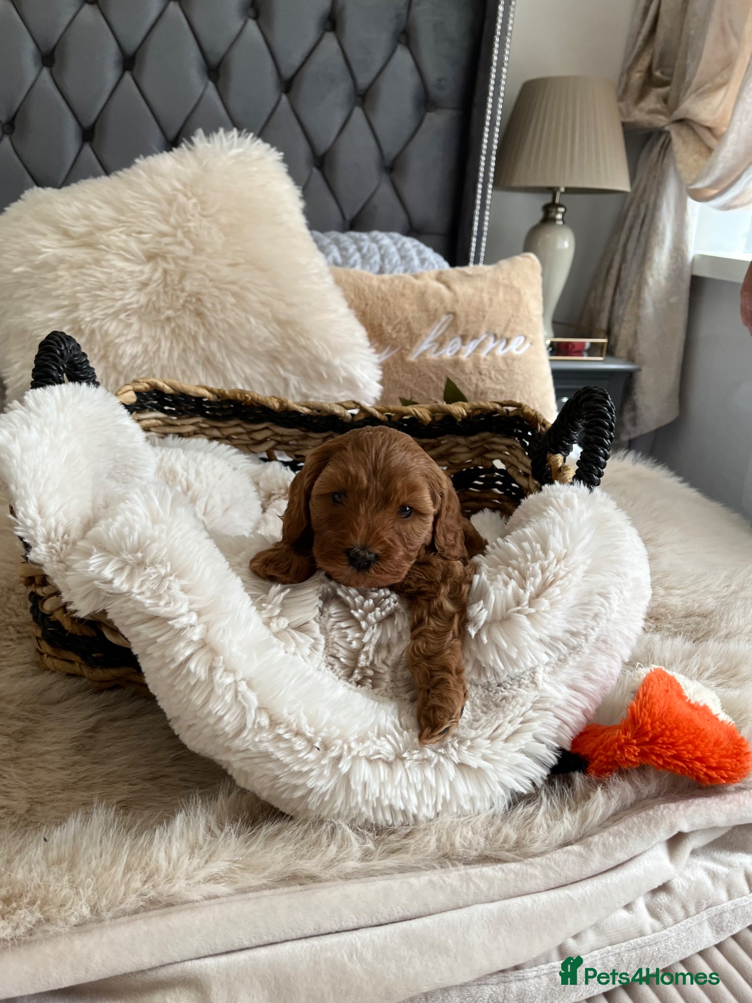 Cavapoo dogs Beautiful F1B Cavapoo Puppies  - Advert 1